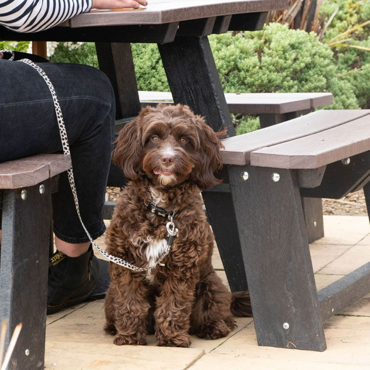 Your local dog friendly pub in Oswestry